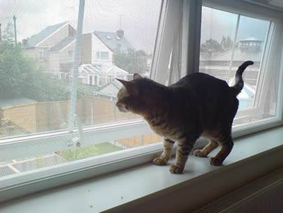 Một con mèo đang đứng trên bậu cửa sổ, và cửa sổ được làm bằng lưới chống côn trùng mạ kẽm.