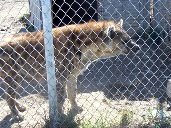 Hàng rào liên kết mạ kẽm cho động vật vườn thú