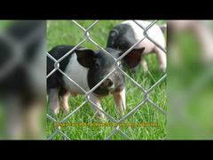 Vải lưới hàng rào chuỗi nhiệt độ Mỹ 6 Ft X 8 Ft Tấm tuần tra chu vi mạ kẽm GAW