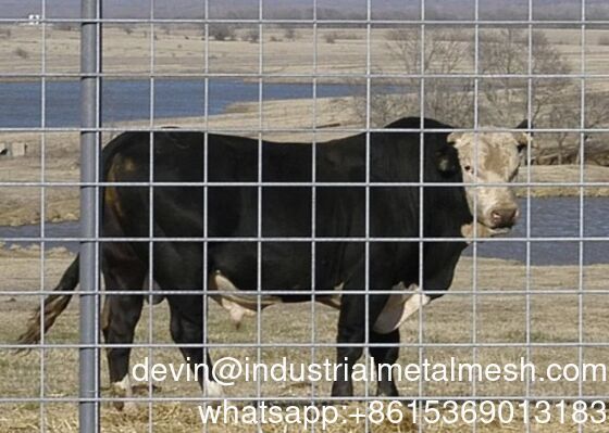 Hot DIP Galvanized Hog Panel cho hàng rào chăn nuôi và gia súc