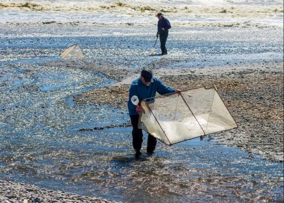 10meshx10mesh Alloy Whitebait Mesh Để sửa lưới Whitebait hoặc làm màn hình