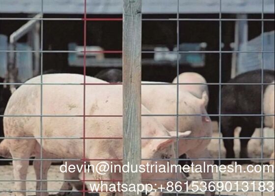 Hot DIP Galvanized Hog Panel cho hàng rào chăn nuôi và gia súc